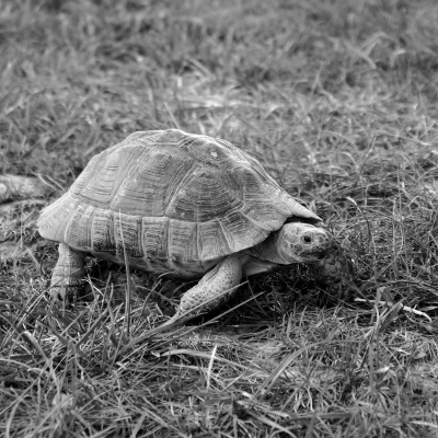 Tortoise, par Xavier E. G. Dierick